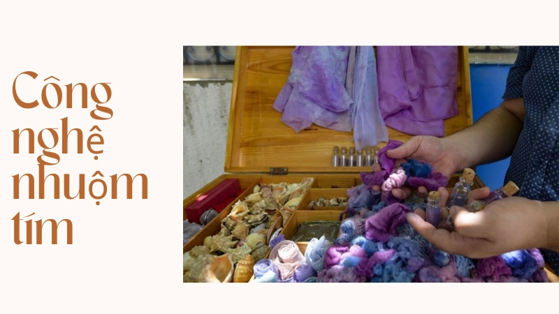 Quy trình chiết xuất màu tím tyrian từ ốc biển thời xưa