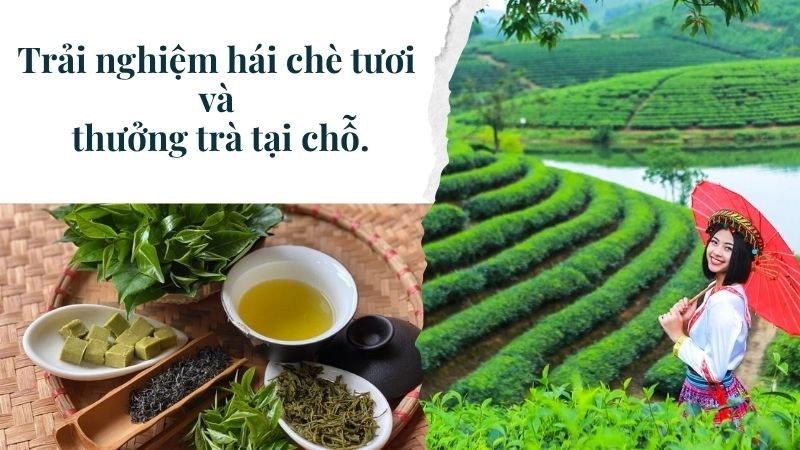 Trải nghiệm hái chè tươi và thưởng trà 