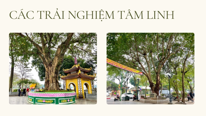 Cây bồ đề cổ thụ xanh mát tỏa bóng trong sân chùa Trấn Quốc