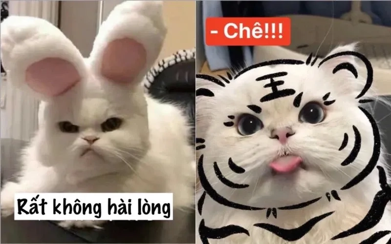 Cười há môm ảnh chế meme mèo bựa cực kỳ hài