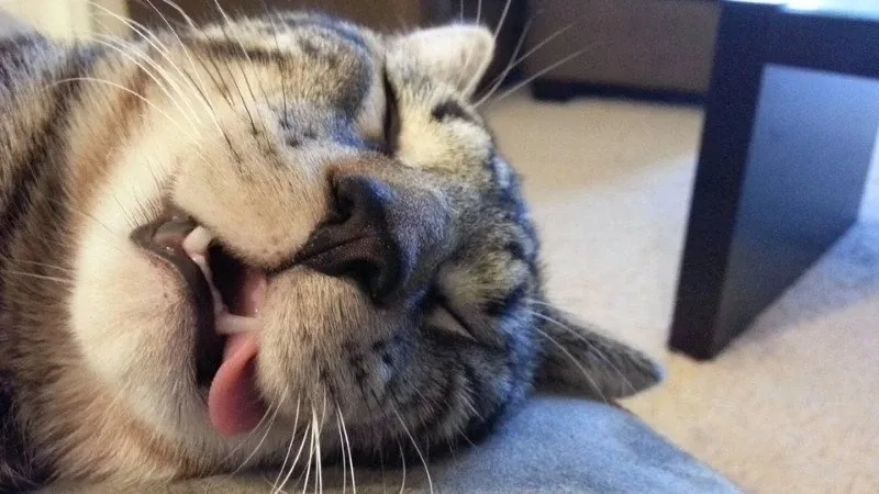 Mèo meme cười biểu cảm hài hước rất dễ thương