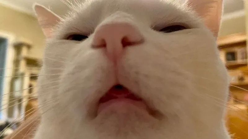 Ảnh meme mèo cười phù hợp chia sẻ mạng xã hội