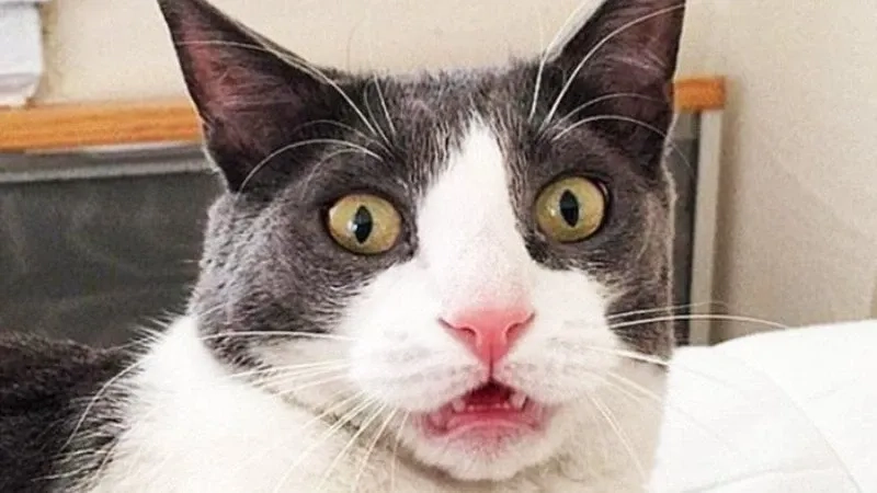 Con mèo cười meme biểu cảm vui nhộn dễ lan truyền