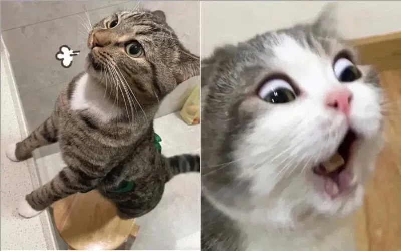 Cười meme mèo biểu cảm ngộ nghĩnh dễ thương