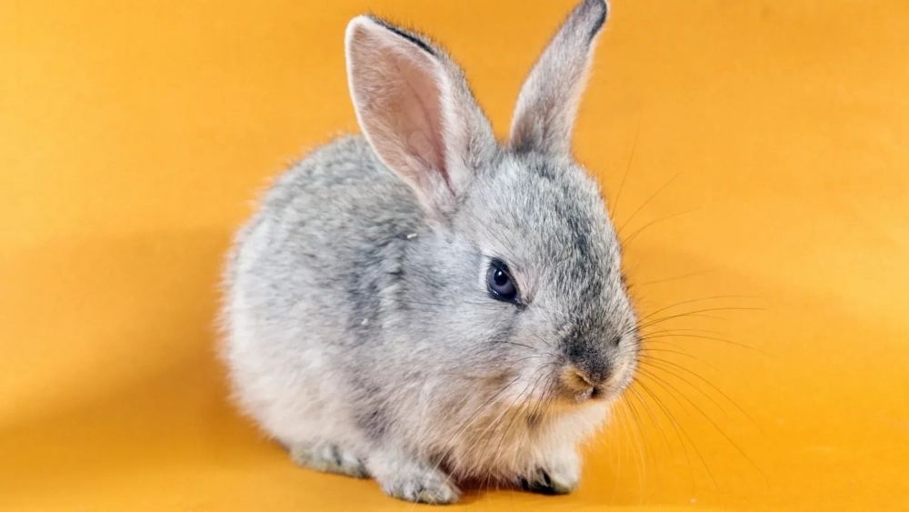 Ảnh con thỏ cute rất hợp làm hình nền