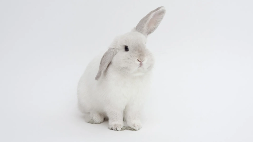 Hình nền đẹp con thỏ có màu sắc hài hòa