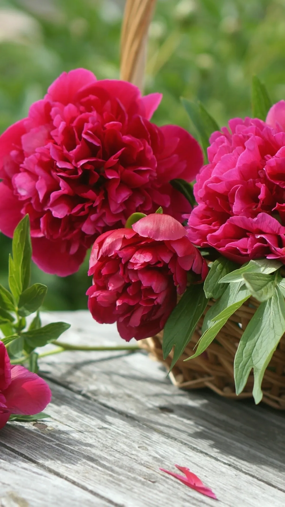 Hình nền hoa mẫu đơn đỏ rất sang trọng