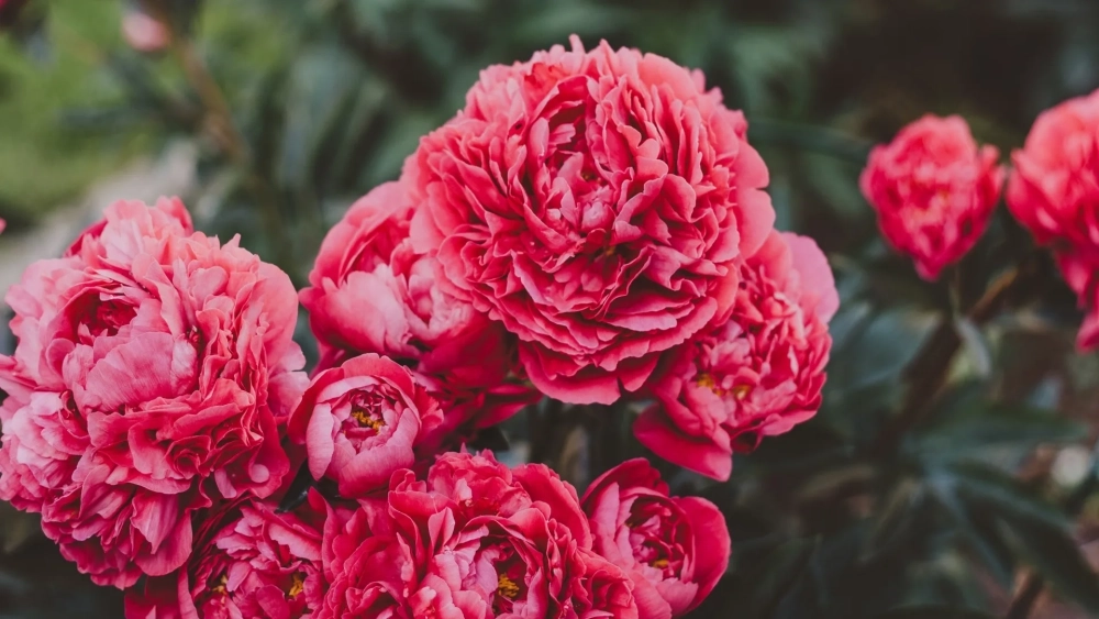 Hình nền màu đỏ mang cảm giác mạnh mẽ