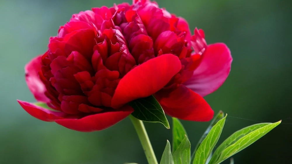 Hình nền màu đỏ cute nhìn rất dễ thương