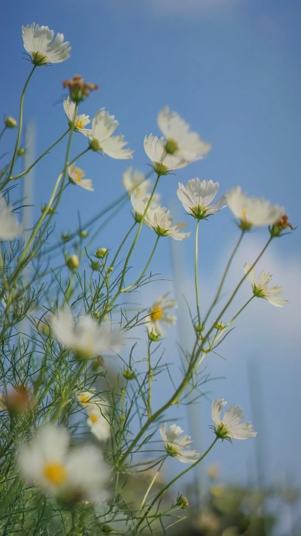 Hình nền iphone 14 pro max hiển thị cực kỳ đẹp