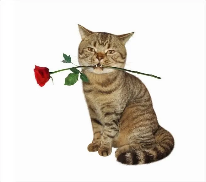 Meme con mèo tặng hoa dễ thương và rất tình cảm