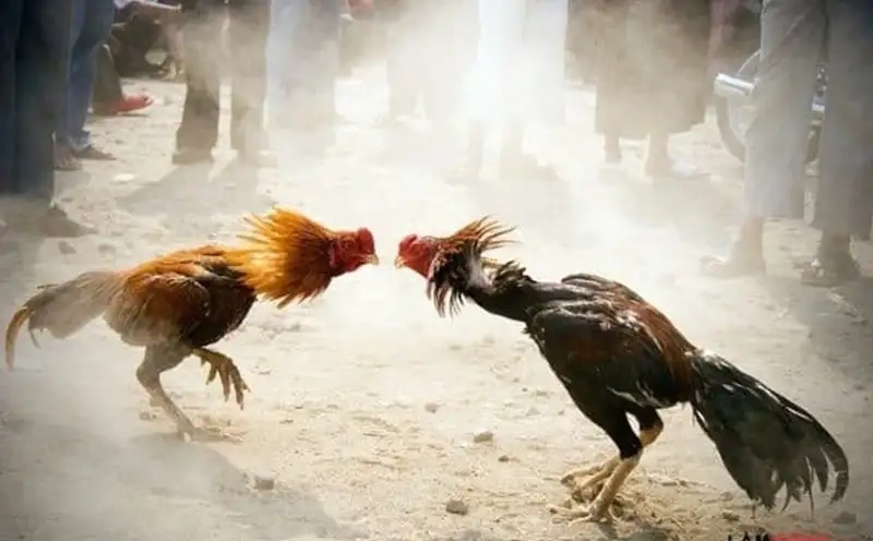 Trải nghiệm quan sát lối đá của chiến kê