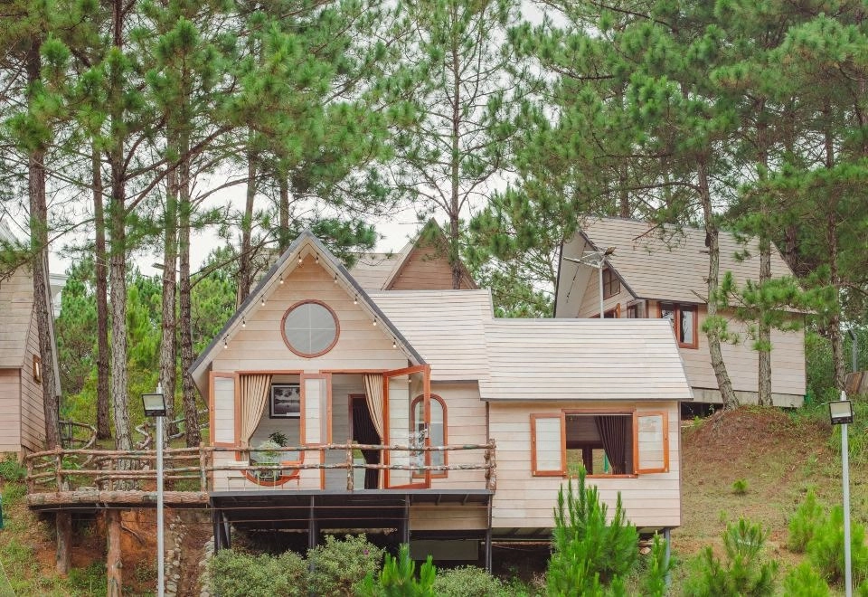 Phong cảnh rừng lá kim núi cao thơ mộng.