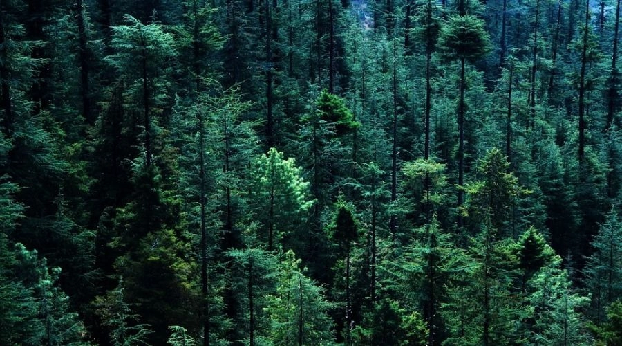 Rừng thông lá kim trải dài bạt ngàn.