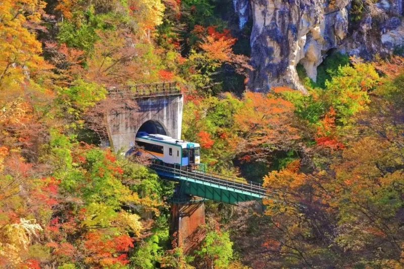 Phong cảnh rừng thông thơ mộng và mát mẻ.