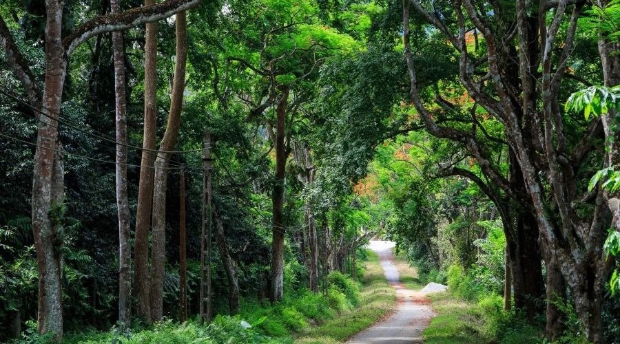 Rừng lá kim xanh tạo cảm giác thư giãn.