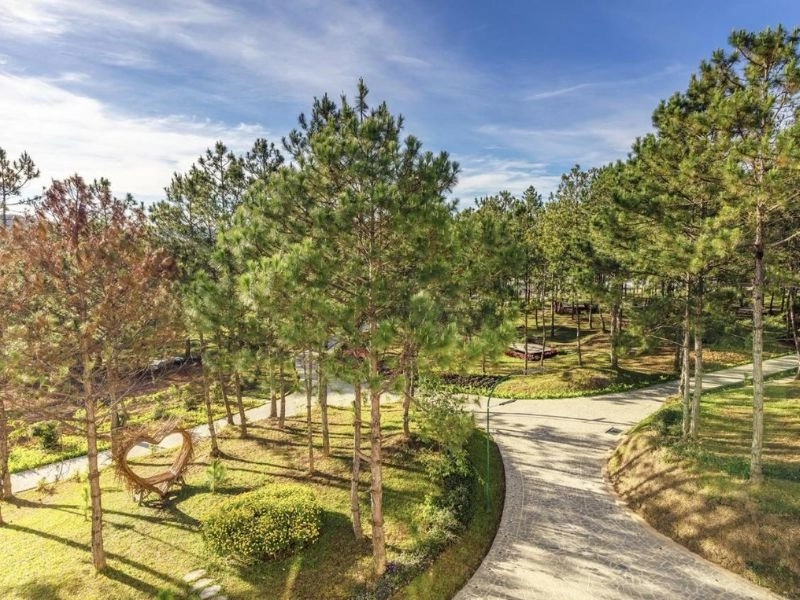 Cảnh rừng lá kim yên bình và nhẹ nhàng.