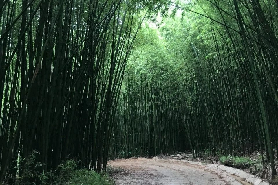 Rừng tre trúc xanh trải dài mát mắt.