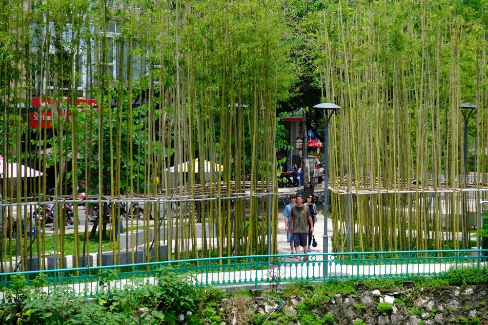 Phong cảnh thiên nhiên rừng tre giản dị và đẹp.