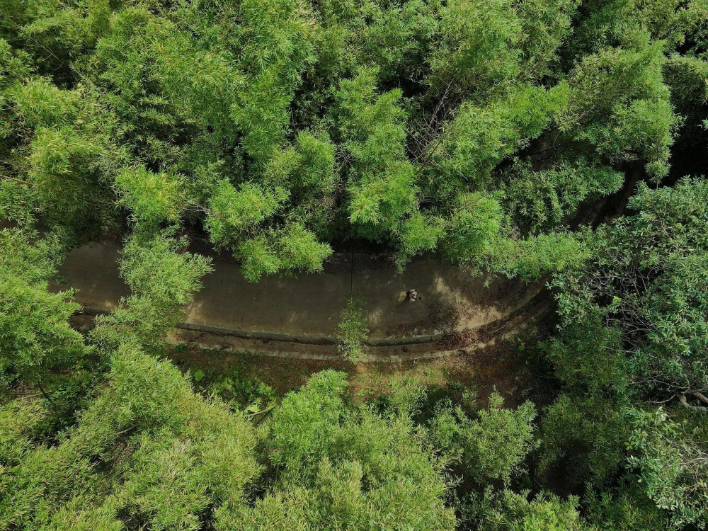 Rừng tre trúc mùa hè xanh mát dịu.