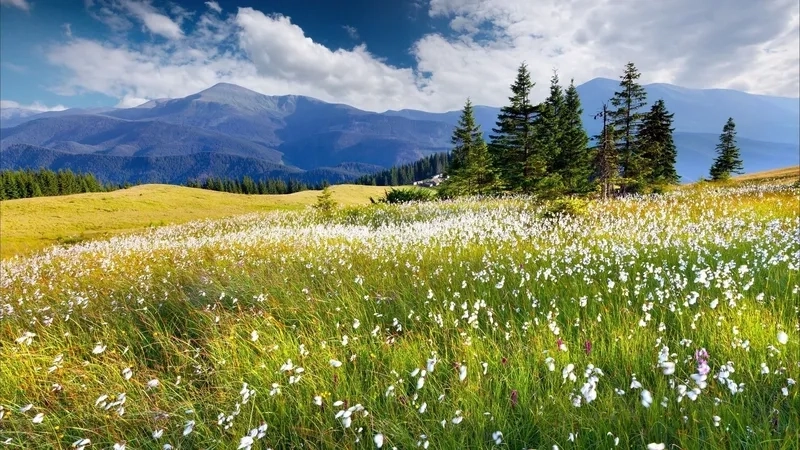 Tranh phong cảnh mùa xuân đơn giản có bố cục nhẹ nhàng và dễ thể hiện.