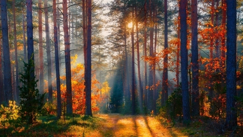 Sự kỳ diệu của tạo hóa hiện hữu trong ảnh phong cảnh đẹp thiên nhiên.