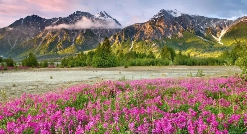 Top những mẫu tranh phong cảnh rừng cây đẹp được yêu thích nhất hiện nay.