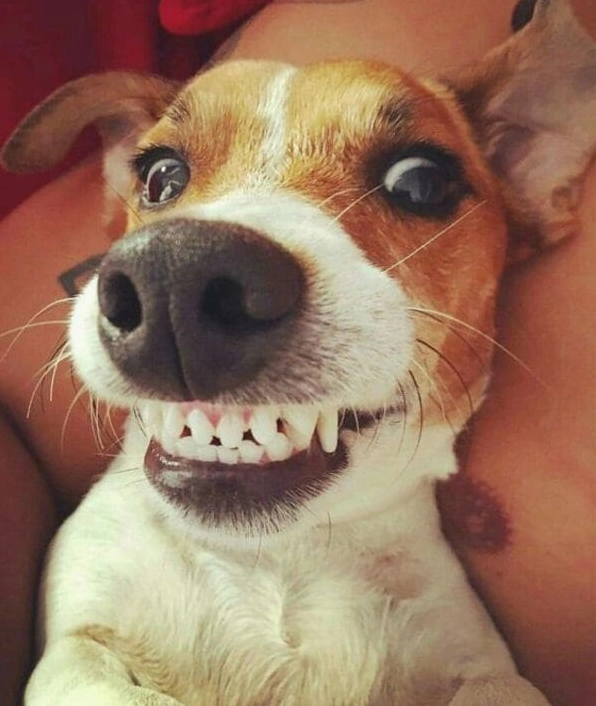 ảnh chế chó khóc