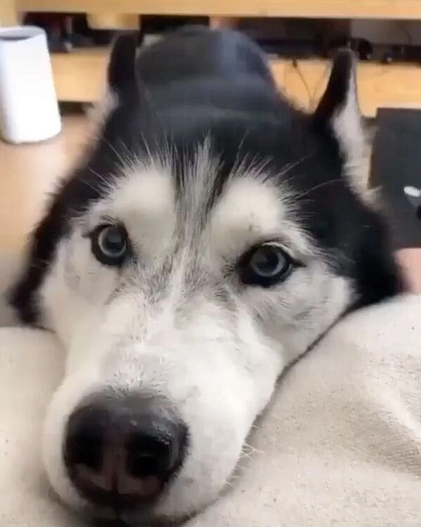 ảnh chế chó ngáo