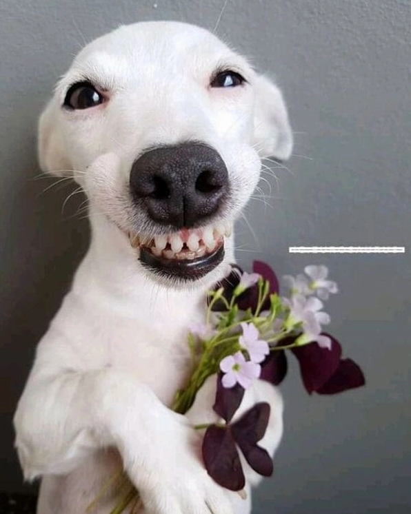 ảnh chế lão hạc bả chó