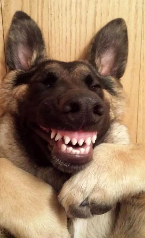 ảnh chó bá đạo