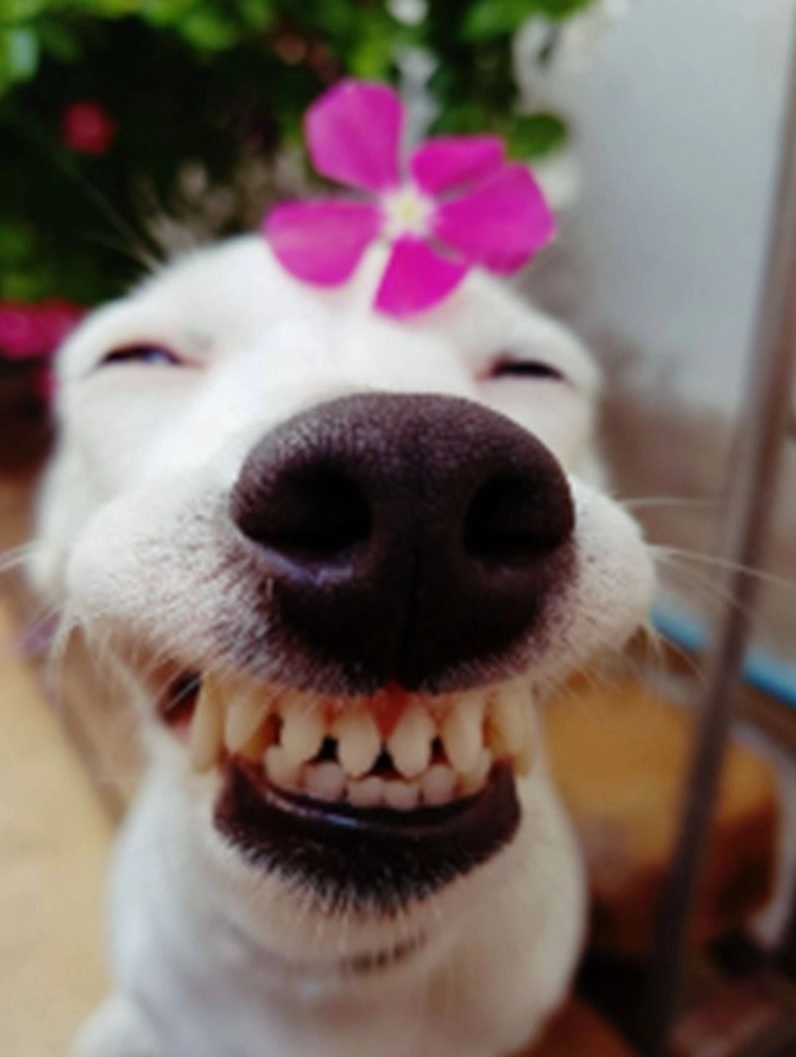 Ảnh chó cười hở mười cái răng