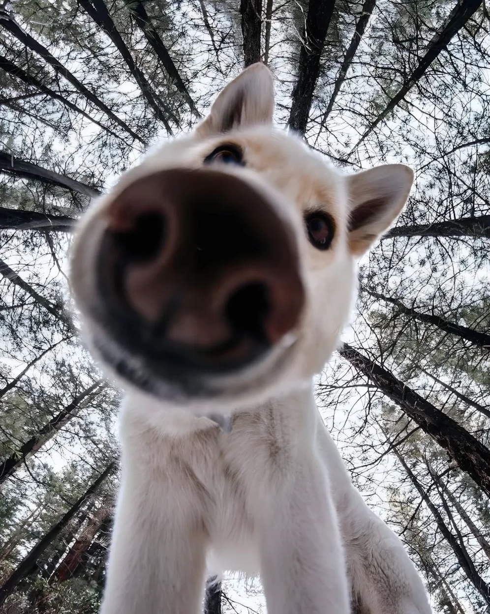 Ảnh chó meme ngáo