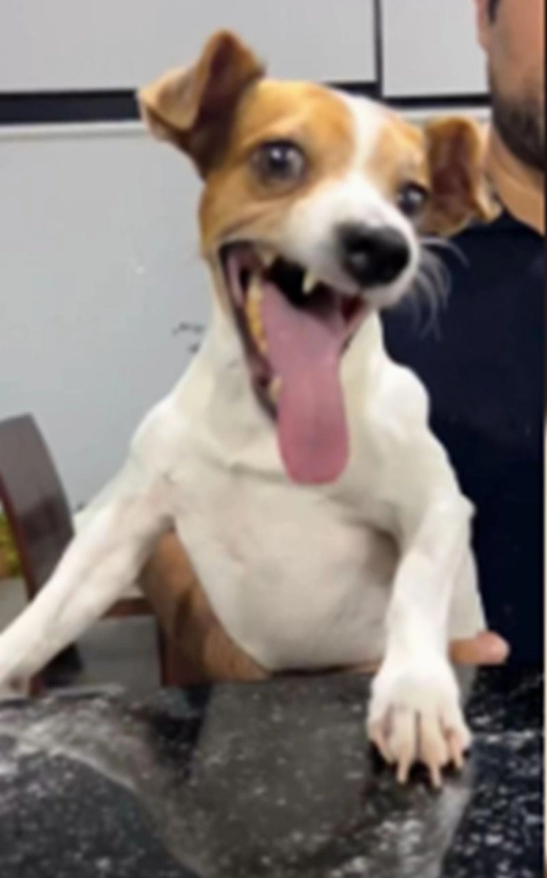 Ảnh chó nhe răng cười nham hiểm