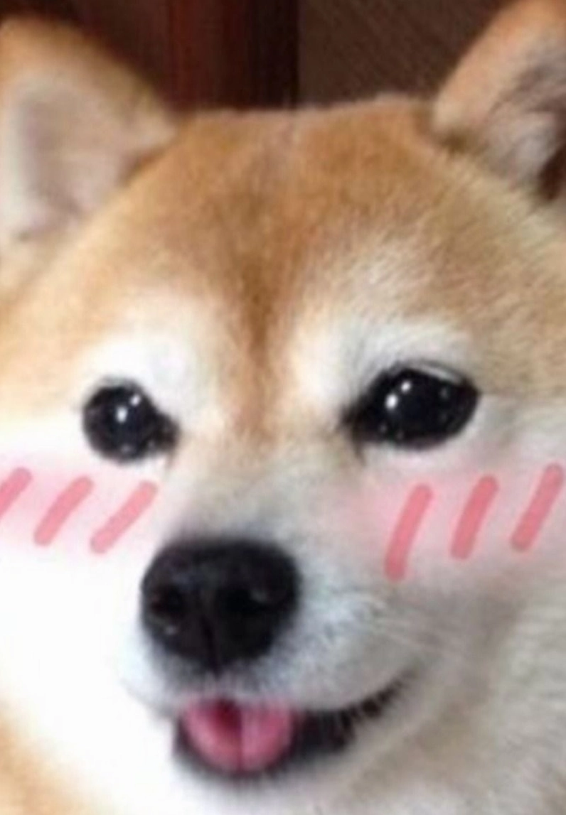 Ảnh chó tròn xoe mắt ngạc nhiên