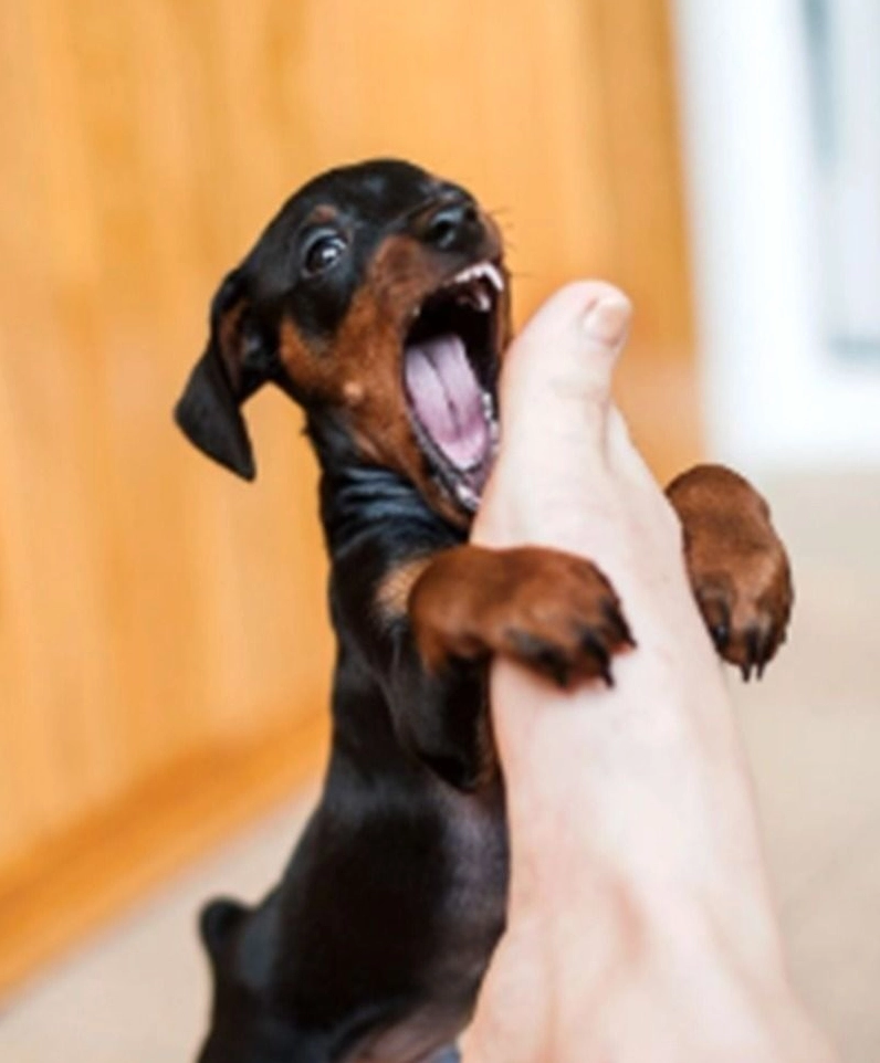 Ảnh chú chó nhăn nhó sắp khóc