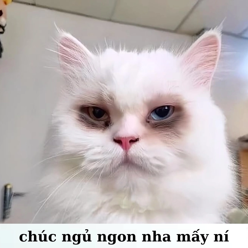 ảnh chúc ngủ ngon độc meme