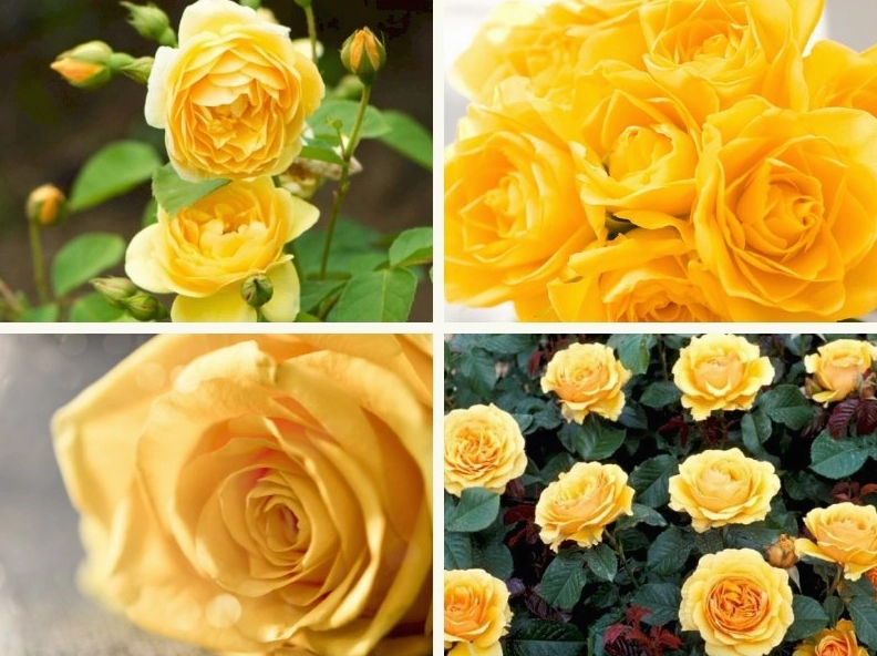 Ảnh cô gái xinh xắn cầm bông hoa hồng đỏ thắm mang vẻ đẹp mê hoặc quyến rũ