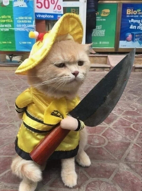 Ảnh con mèo cầm dao meme