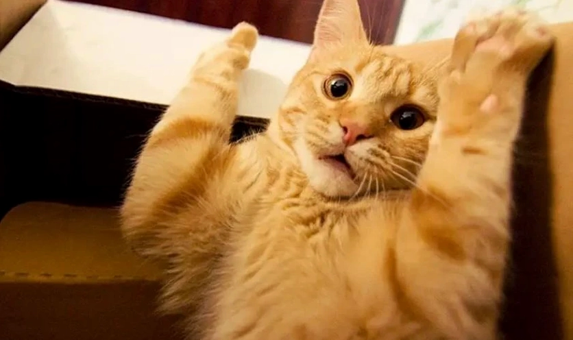 ảnh hình nền meme biểu cảm vô tri