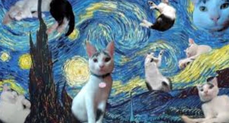 ảnh hình nền meme cài đặt windows