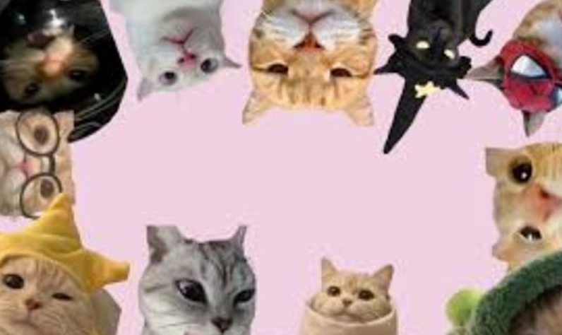 ảnh hình nền meme lườm nguýt