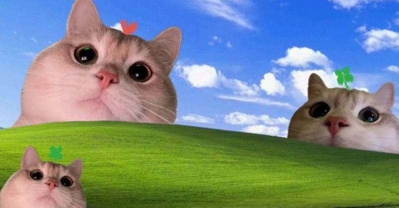 ảnh hình nền meme ngơ ngác