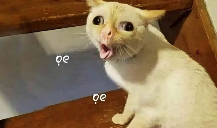 ảnh hình nền meme vui nhộn