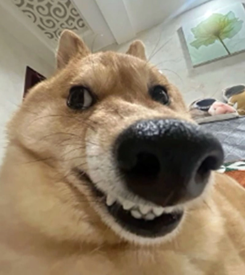 Ảnh meme chó cute với biểu cảm khó hiểu