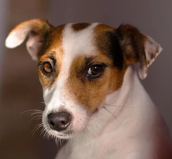 ảnh meme chó sợ hãi nép vào góc