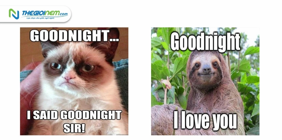 ảnh meme chúc ngủ ngon khiến ai cũng cười