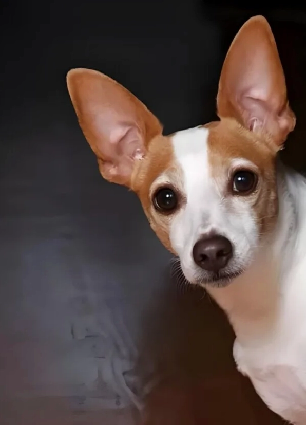 ảnh meme con chó sợ hãi hài hước