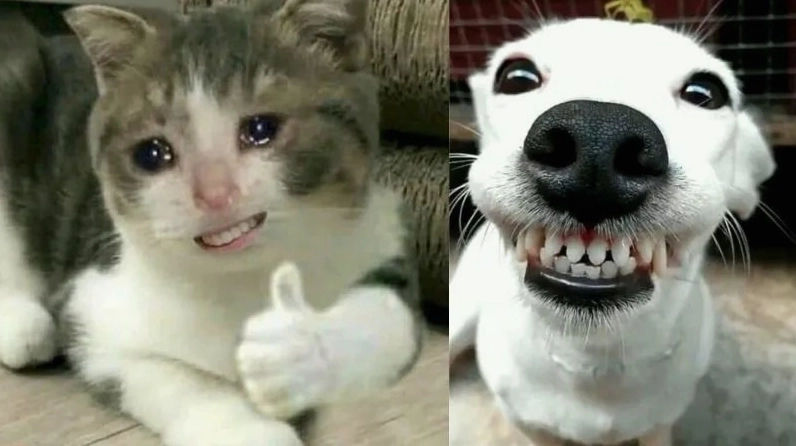 ảnh meme cute chó mèo cười đểu