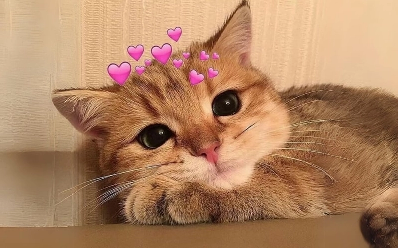 ảnh meme cute mèo đáng yêu